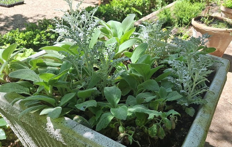 multiple plants and herbs planted together in a large pod