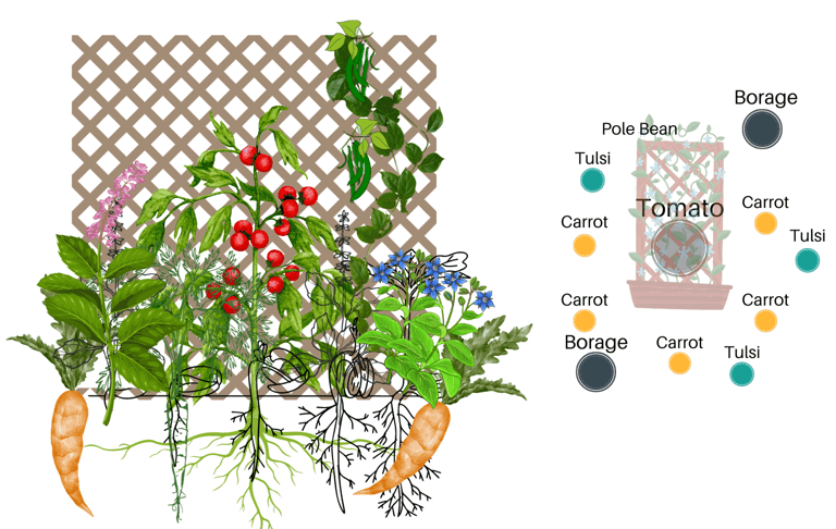 Permaculture Guilds