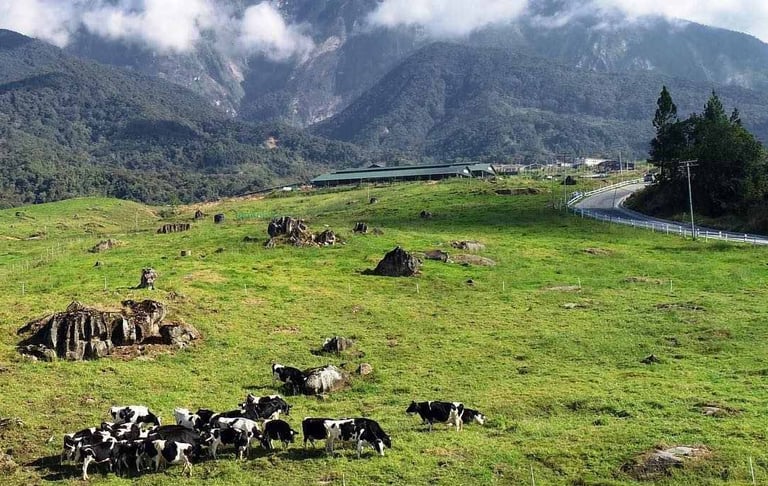 Desa Dairy Farm Kundasang