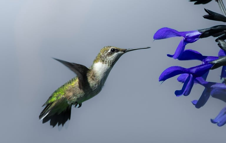 Ruby-throated hummingbird (Archilochus colubris) at the Botanical Garden in Chicago, Illinois