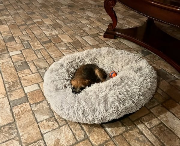 Border Terrier Puppy in furry bed  PVKC
