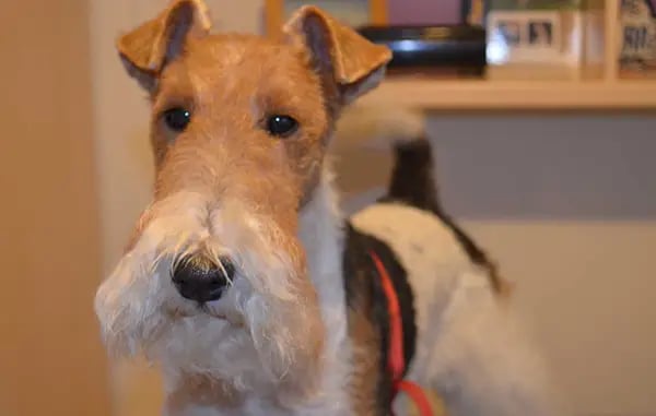 Curso para aprender a arreglar a tu propio perro en Peluquería Canina Truka Alcorcón