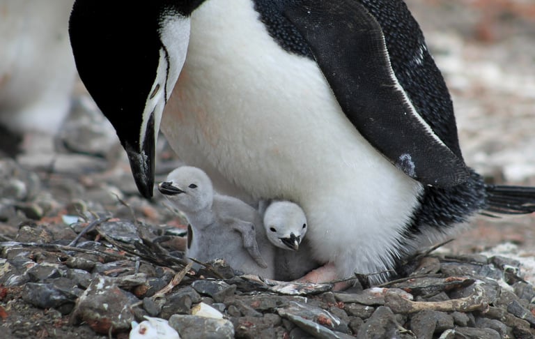 Two Chinstrap penguins ( Pygoscelis antarcticus) standing over two chicks in Antarctica