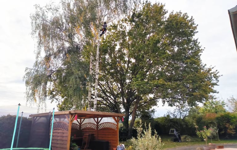arboriste grimpeur abattant un boulot