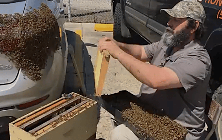 JP removing a swarm of bees from a car