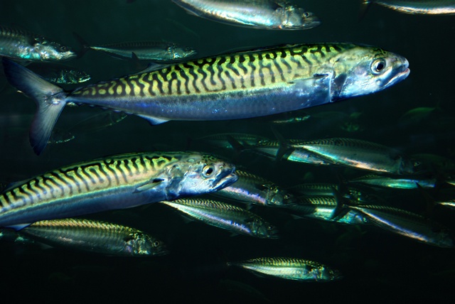 image of mackerel