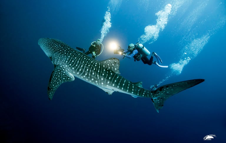  plongeurs autour d'un requin baleine