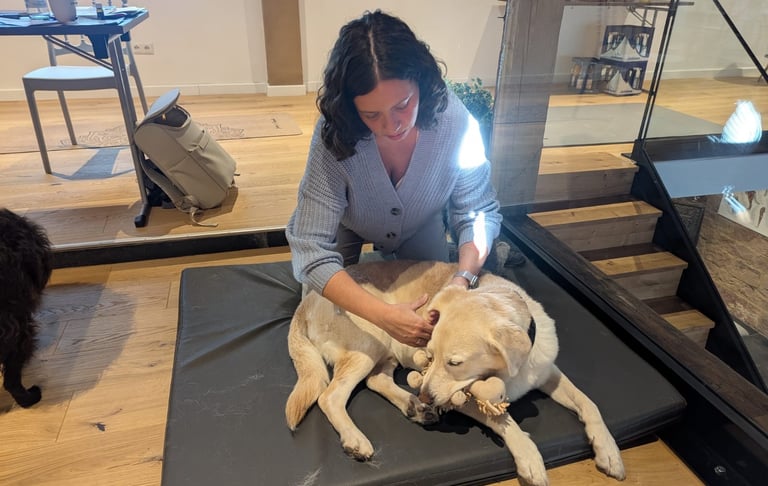 Hundephysiotherapie in Karlstein – Svenja Stoll behandelt einen Hund mit Shiatsu, Massage und Mobilisation