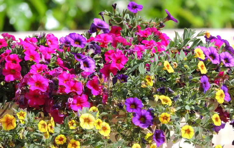 Petites fleurs de Million Bells, superbes en jardinière