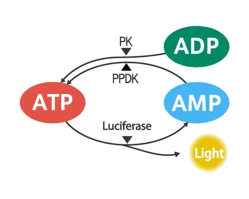 Método del ciclo de ATP Kikkoman Biochemifa monitorea de cerca el brote de coronavirus (COVID-19)