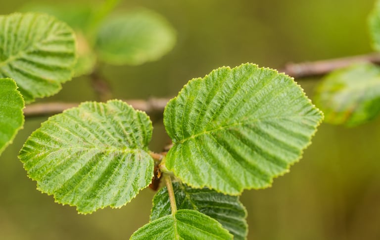 trufalab avellano plantines micorrizados