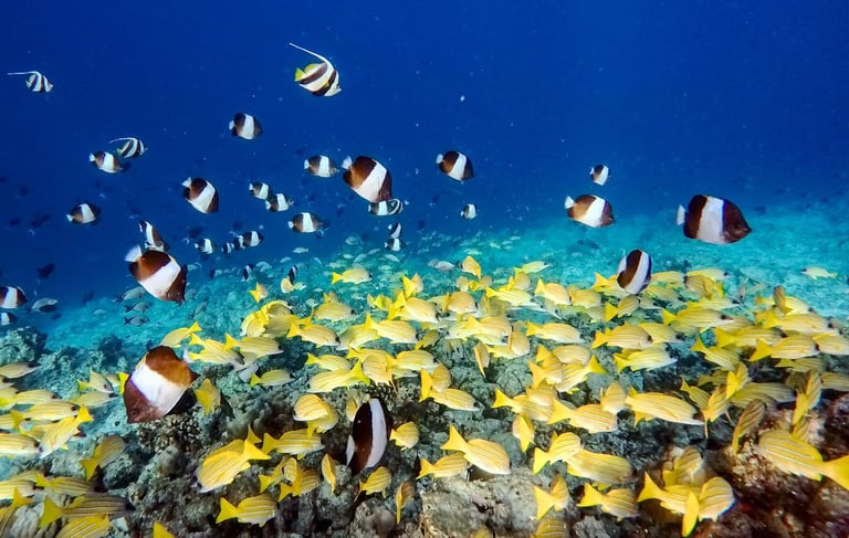 Hurawalhi Maldives house reef snorkelling