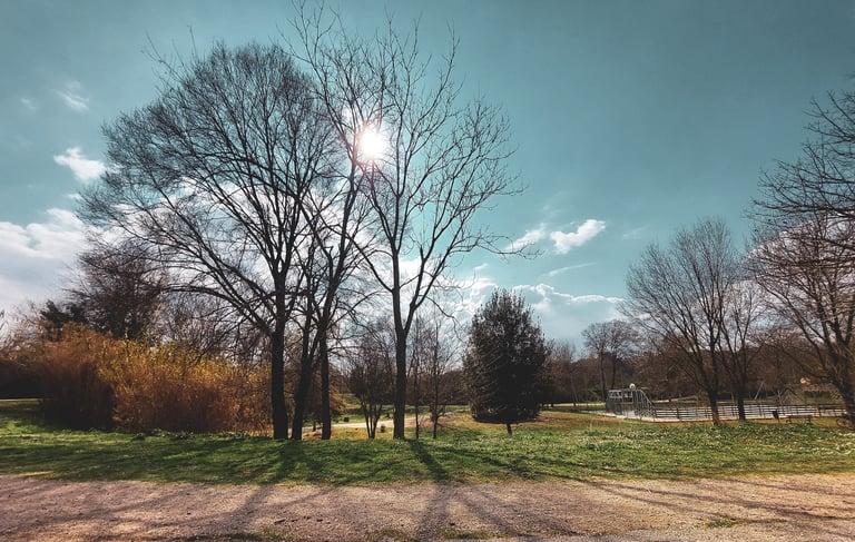 scatto su alberi spogli di inverno al parco, con luci e ombre