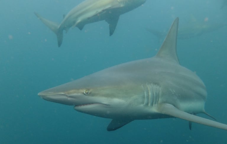 Oceanic black tips on a baited shark dive, Aliwal Shoal, Umkomaas, South Africa