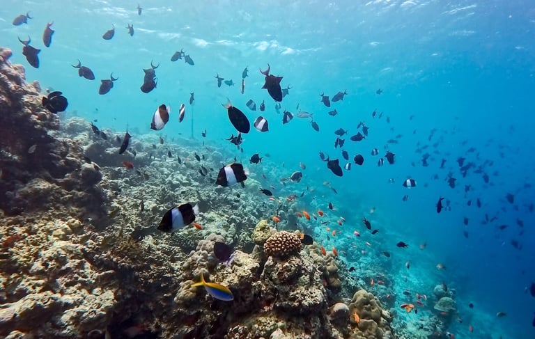 Hurawalhi Maldives house reef snorkelling
