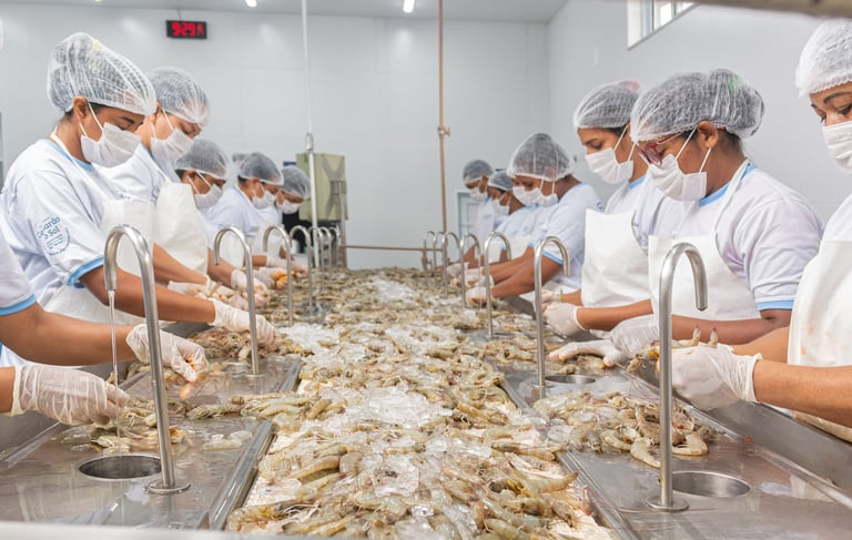 Processamento de camarão Camarão do Sol Natal RN