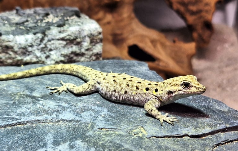 Quedenfeldtia moerens