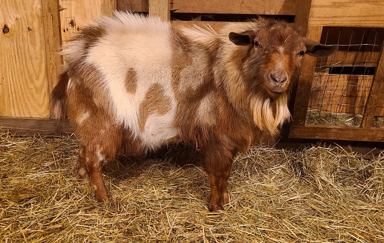 Myotonic Buck with Strong Frame and Calm Temperament