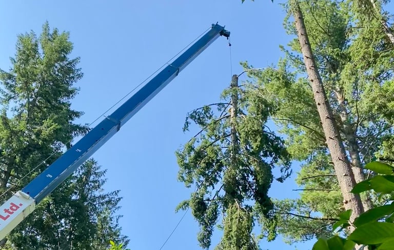 Crane tree removal service