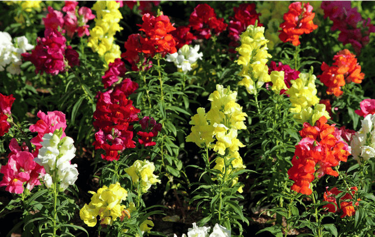 Antirrhinum majus with tall spikes of colorful tubular flowers in pink, red, yellow, and white.