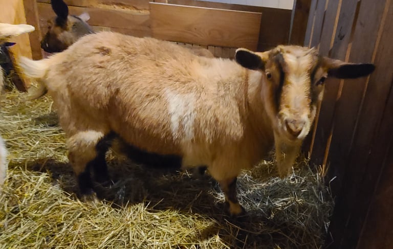 Myotonic Goat Breeders