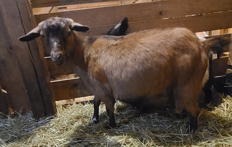 MGR Registered Goats