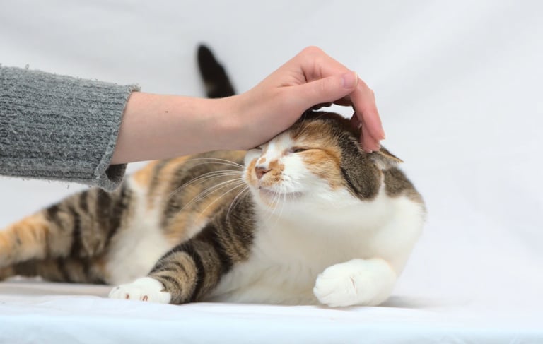 Un chat tricolore couché en train de se faire caresser la tête