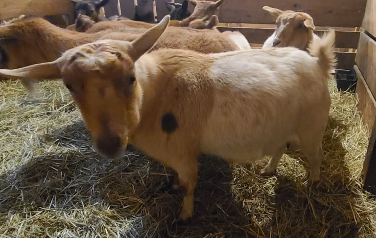 Registered Fainting Goats Pennsylvania