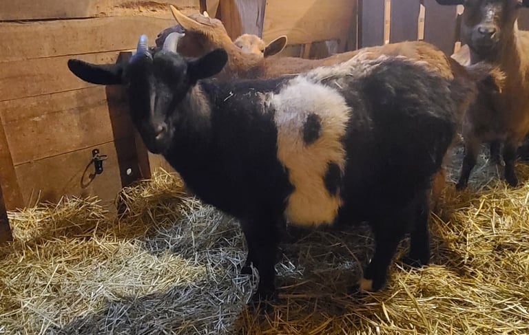 MGR Registered Fainting Goats