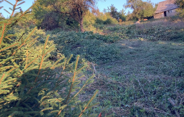 Apleisto sklypo tvarkymas – užžėlęs sklypas su savaimine augmenija ir aukšta žole