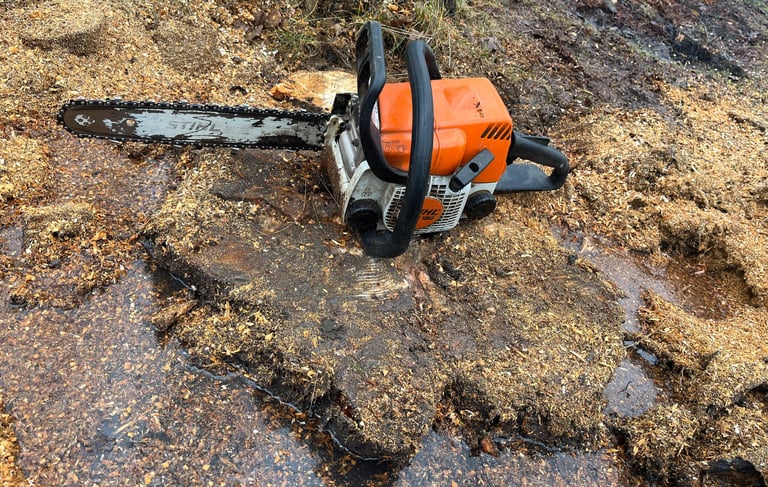 Kelmų naikinimas ir frezavimas po medžių pjovimo sklype