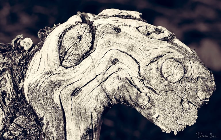 Vieux cep de vigne tortueux évoquant un dinausore, un chameau ou un serpent photographie d'art