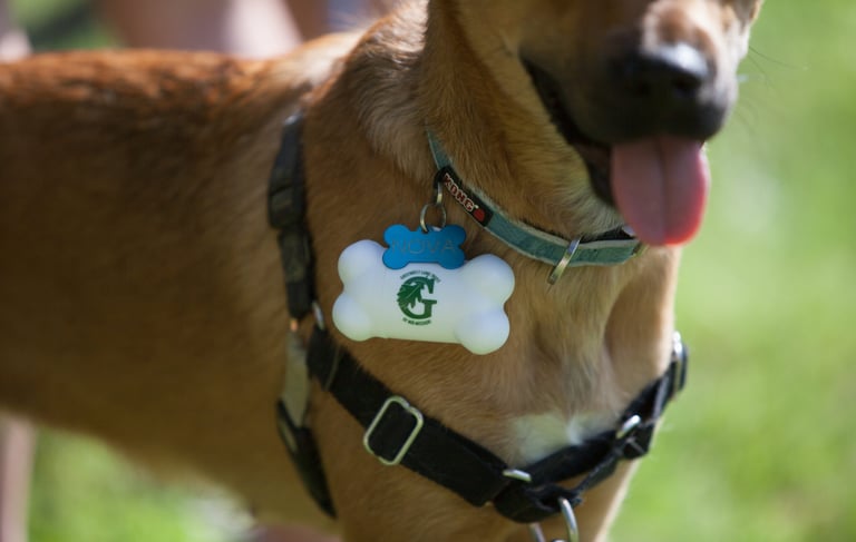 Close up of a dog wearing a bone-shaped stress ball with Greenbelt Land Trust logo on his collar