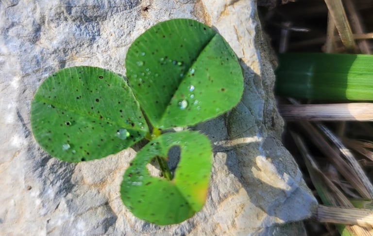 a fragile plant growing on a rock with a heart shaped form in the leaf