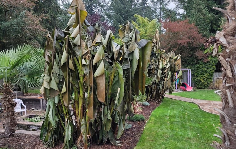 Banana palms early winter after first freeze