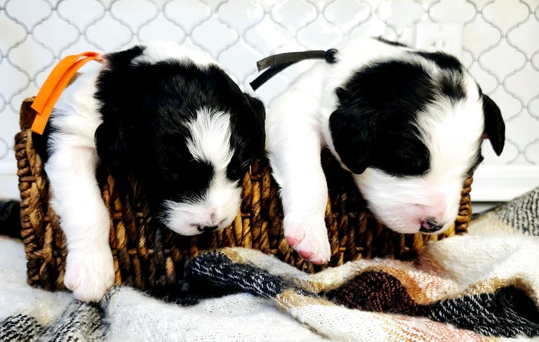Bernedoodle Puppies