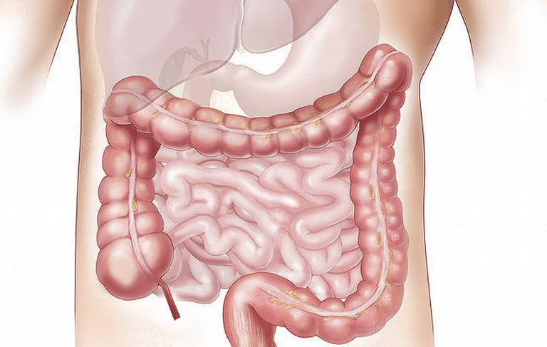 a diagram of an intestine
