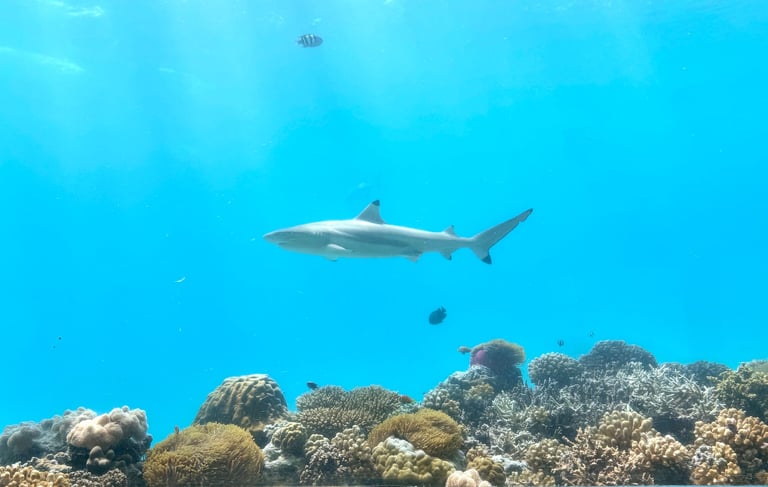 Ozen Life Maadhoo Maldives M6M underwater restaurant