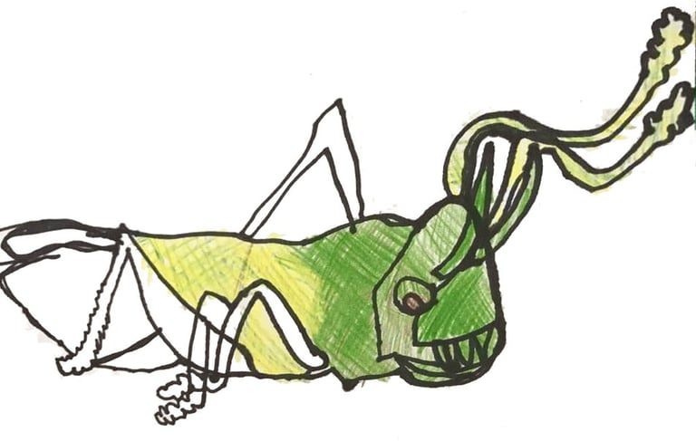 drawing of a grasshopper
