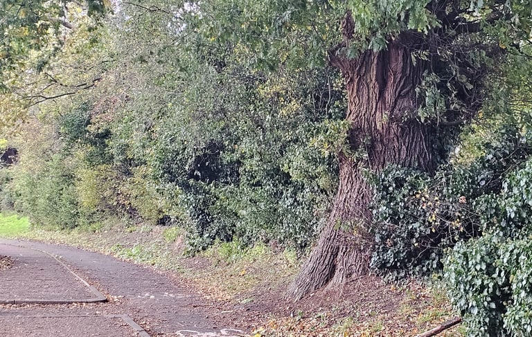 showing a large oak tree next to a path