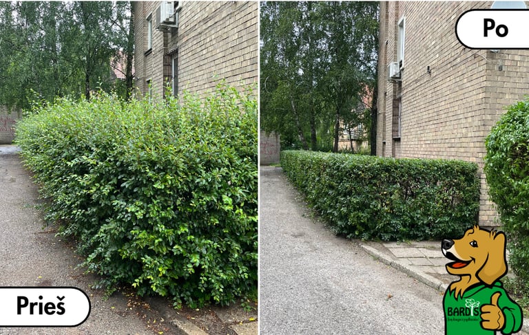 Gyvatvorės genėjimas prieš ir po