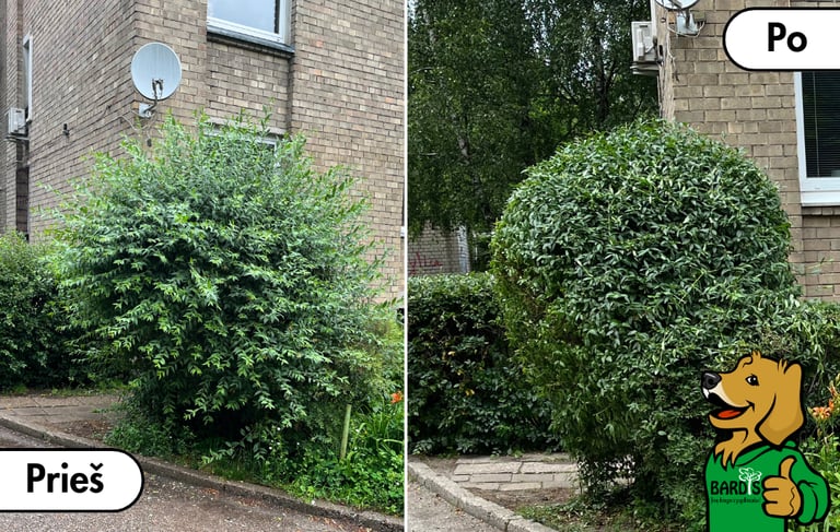 Krūmo genėjimas prieš ir po