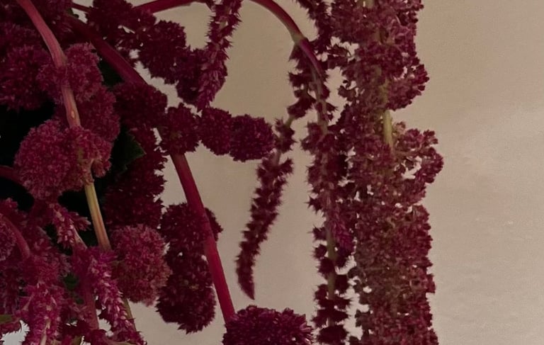 fleurs de saison 