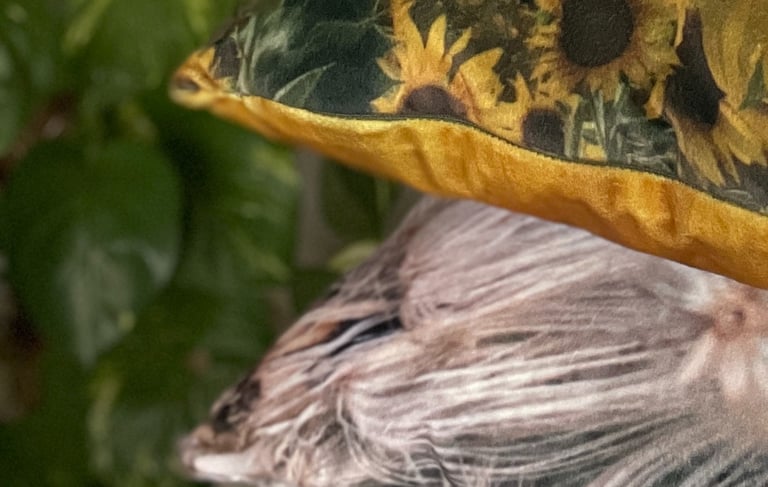 A cushion stack of luxury velvet cushions featuring sunflowers and thistledown photographic images