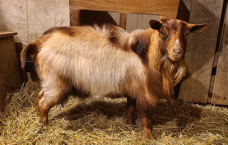 Fainting Goat Buck with Blue Eyes