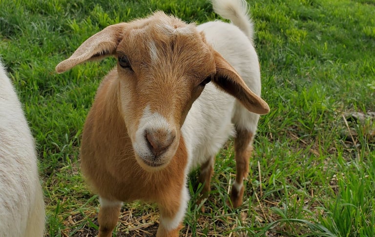 Fainting Goat Breeders