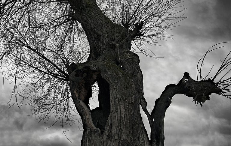 Spooky gnarled tree in a dark moody sky.