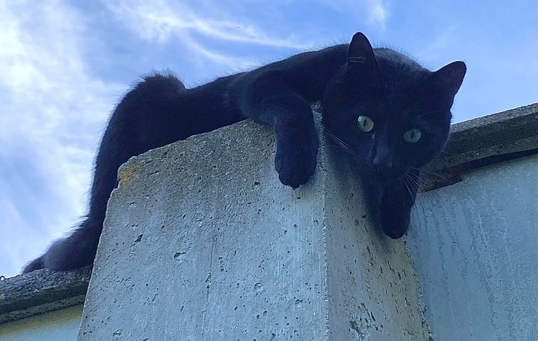 Séance d'ostéopathie pour chat en Belgique