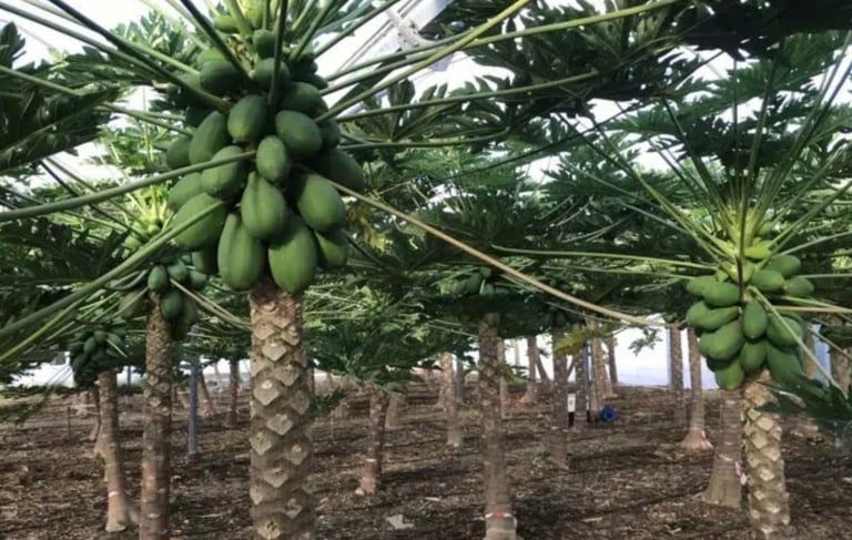 ESTACIÓN EXPERIMENTAL CAJAMAR (EL EJIDO, ALMERÍA)