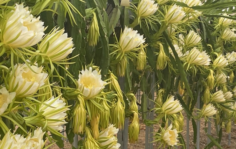 La pitaya (Hylocereus spp.) es un cactus tropical trepador originario del Sur de México y Centroamér